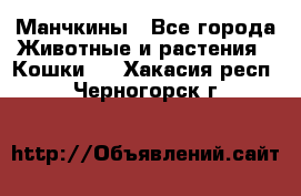 Манчкины - Все города Животные и растения » Кошки   . Хакасия респ.,Черногорск г.